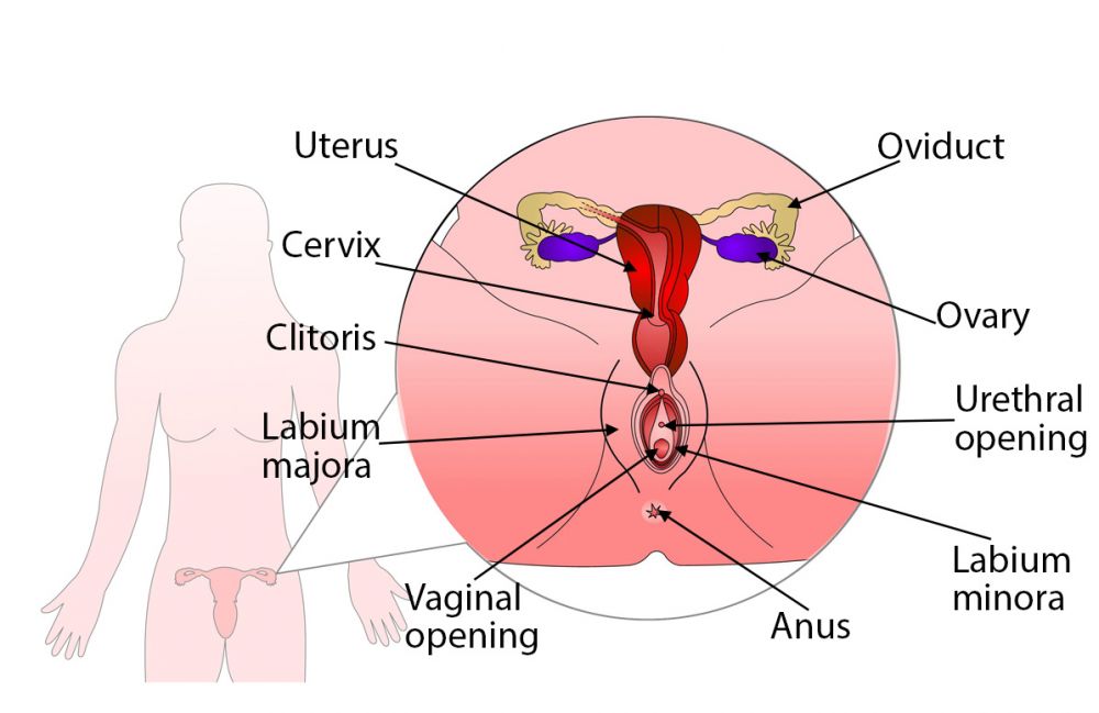vagina labelled